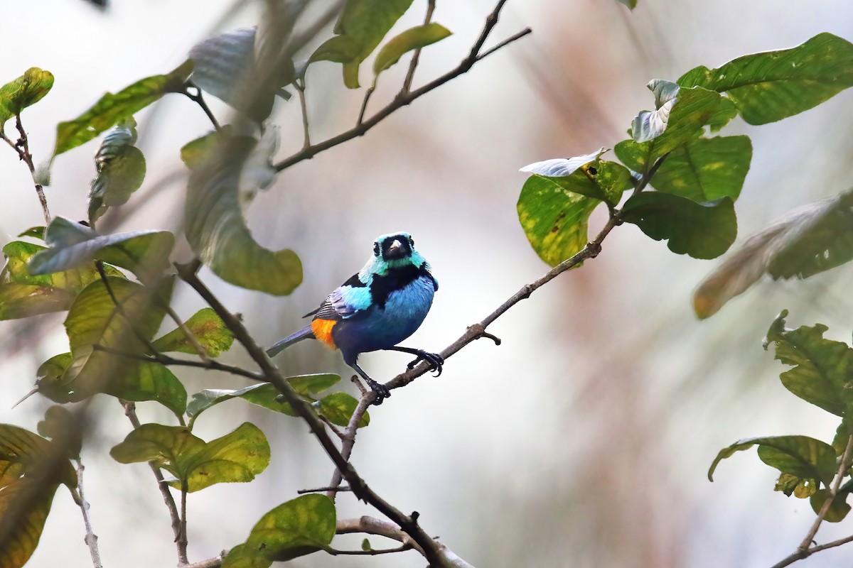 Seven-colored Tanager - ML616090952