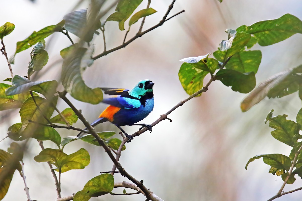 Seven-colored Tanager - ML616090953