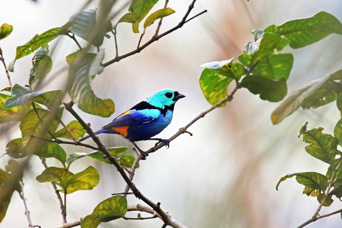 Seven-colored Tanager - ML616090954