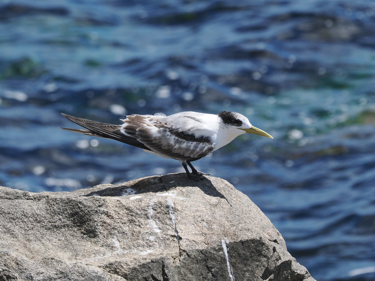 Great Crested Tern - ML616090956