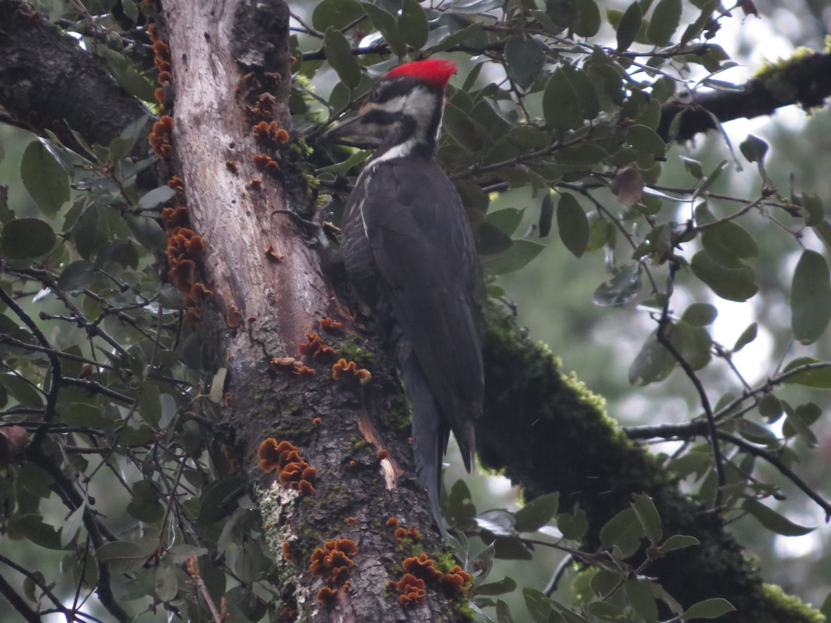 Pileated Woodpecker - ML616090958
