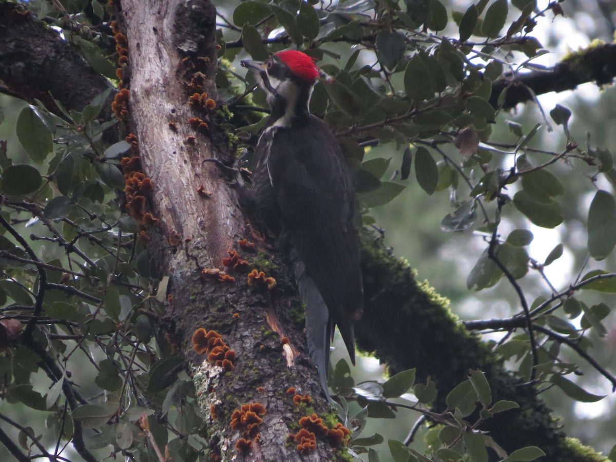 Pileated Woodpecker - ML616090959