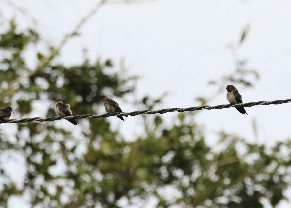 White-thighed Swallow - ML616091093