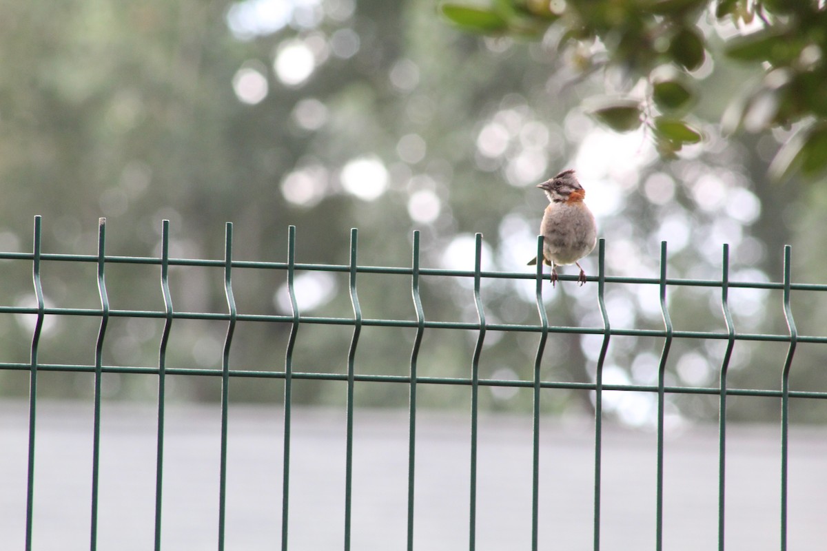 Rufous-collared Sparrow - ML616091381