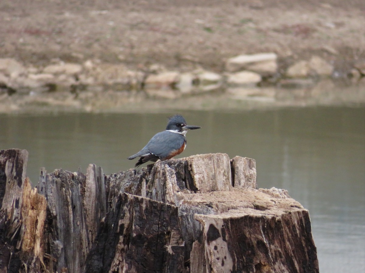 Belted Kingfisher - ML616091492