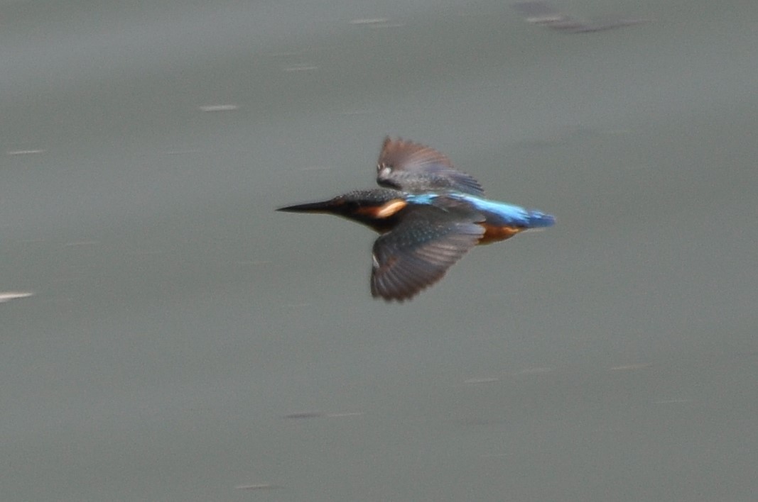 Common Kingfisher - ML61609151