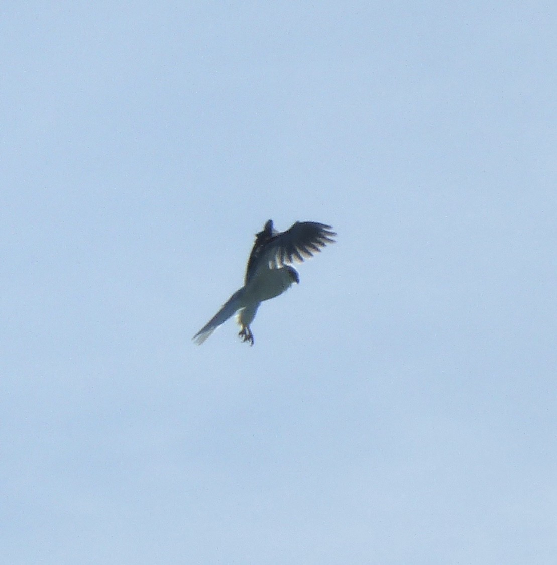 White-tailed Kite - ML616091565
