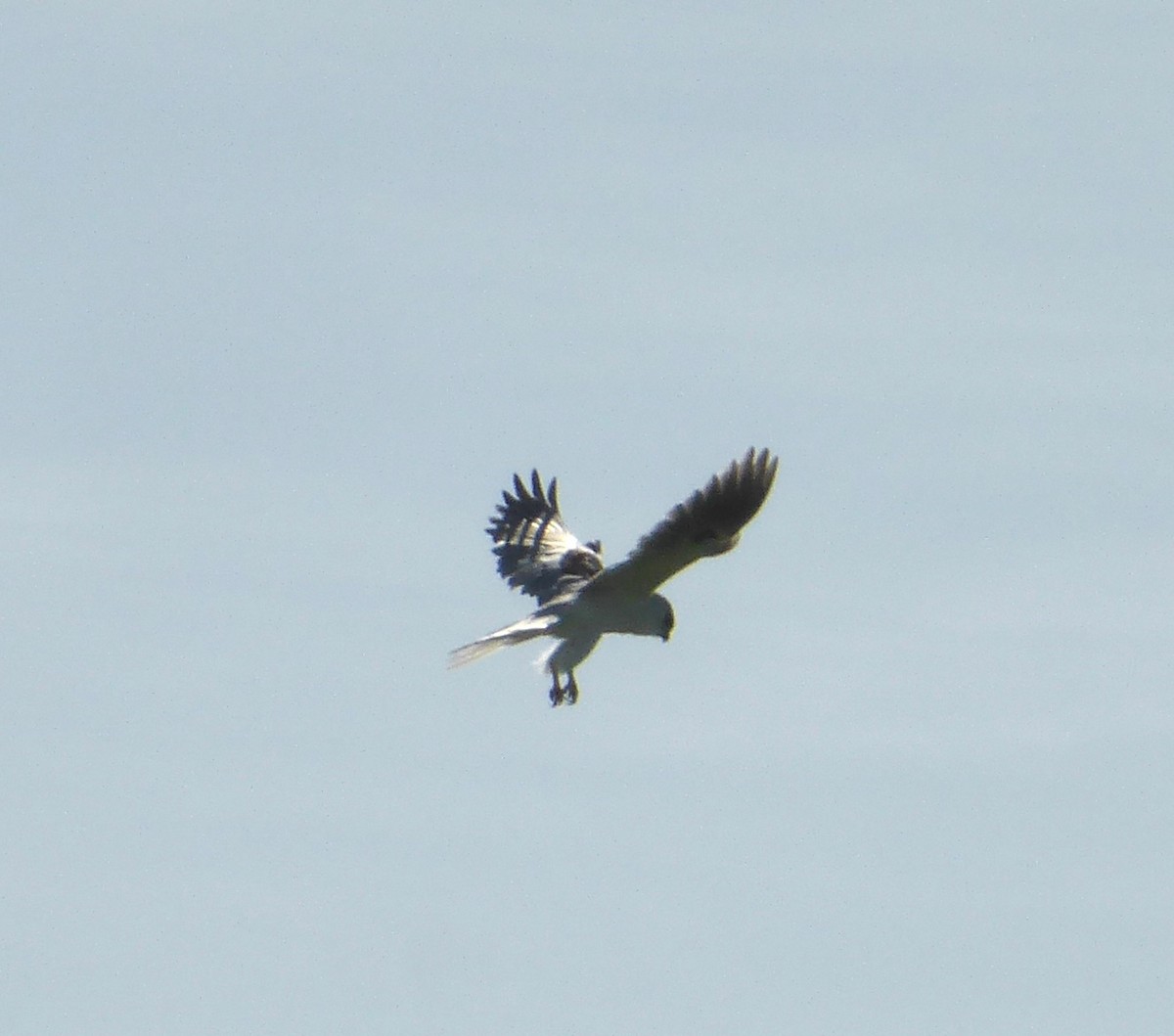 White-tailed Kite - ML616091566