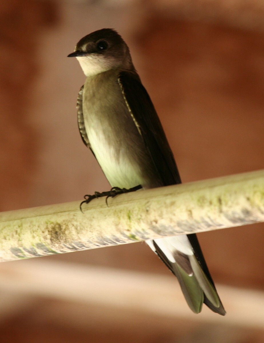 Northern Rough-winged Swallow (Ridgway's) - ML616091584