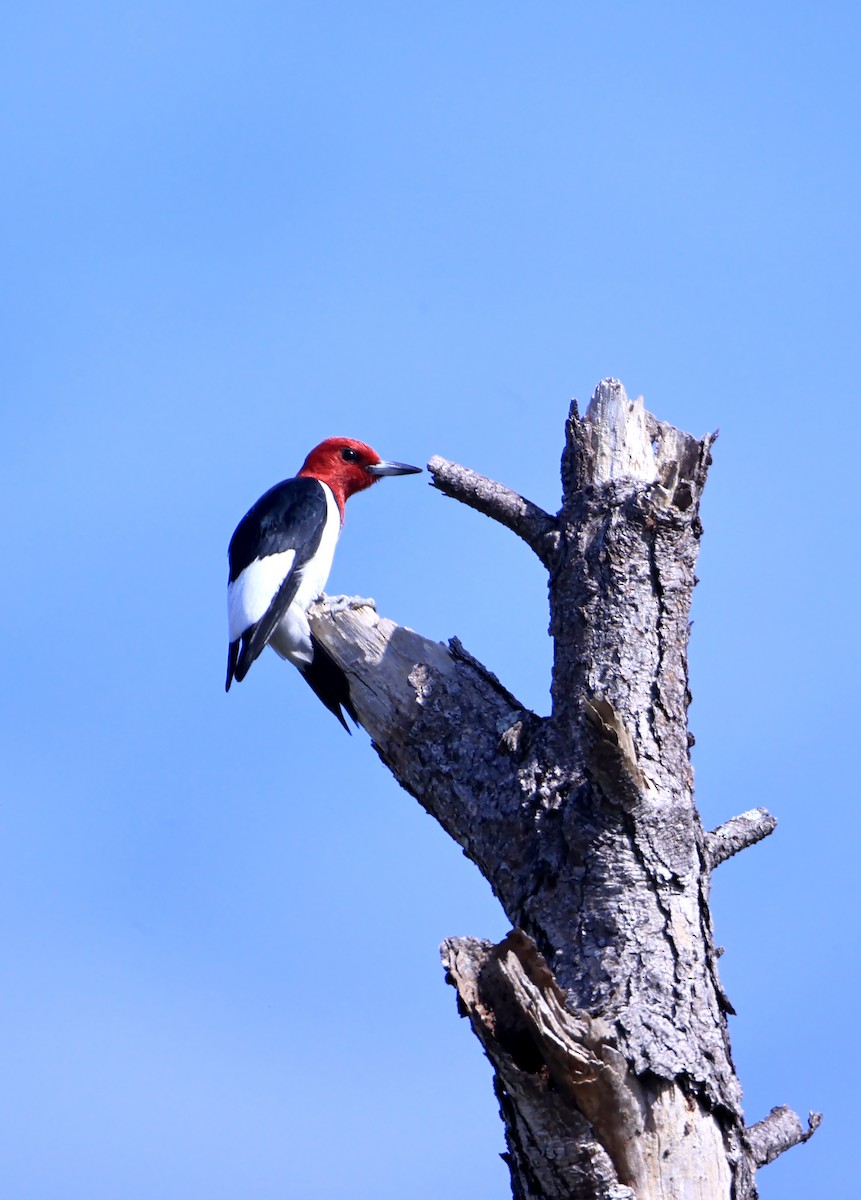 Red-headed Woodpecker - ML616091641
