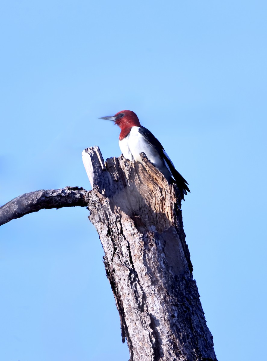 Red-headed Woodpecker - ML616091643