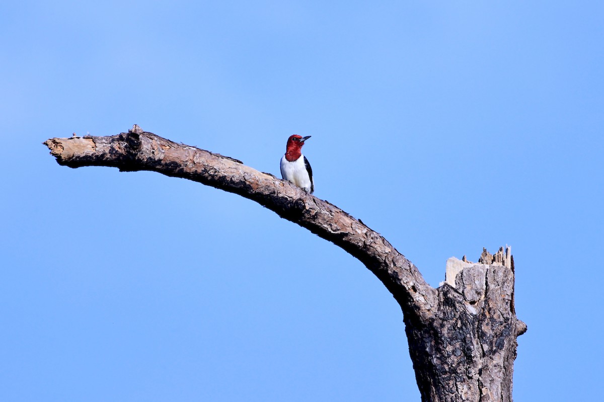 Red-headed Woodpecker - Dennis Danner
