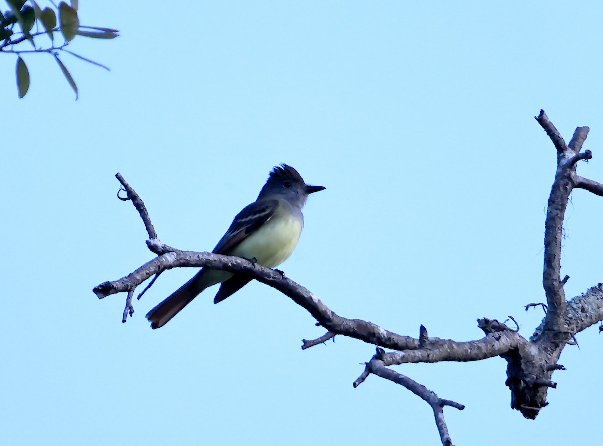 Great Crested Flycatcher - ML616091654