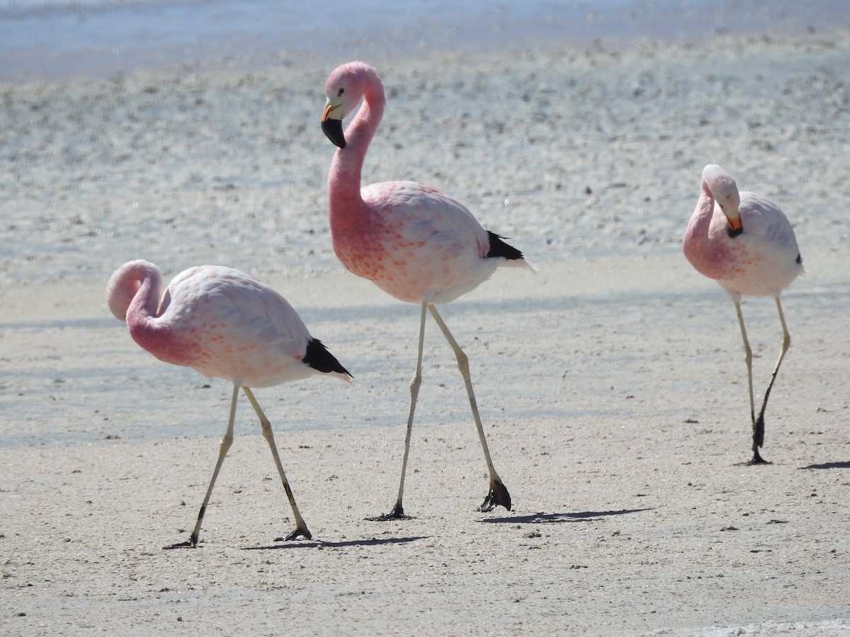 Andean Flamingo - ML616091698