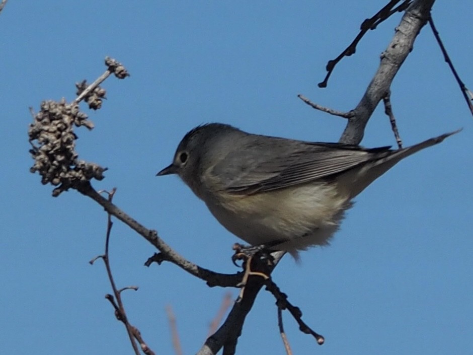 Lucy's Warbler - ML616091717