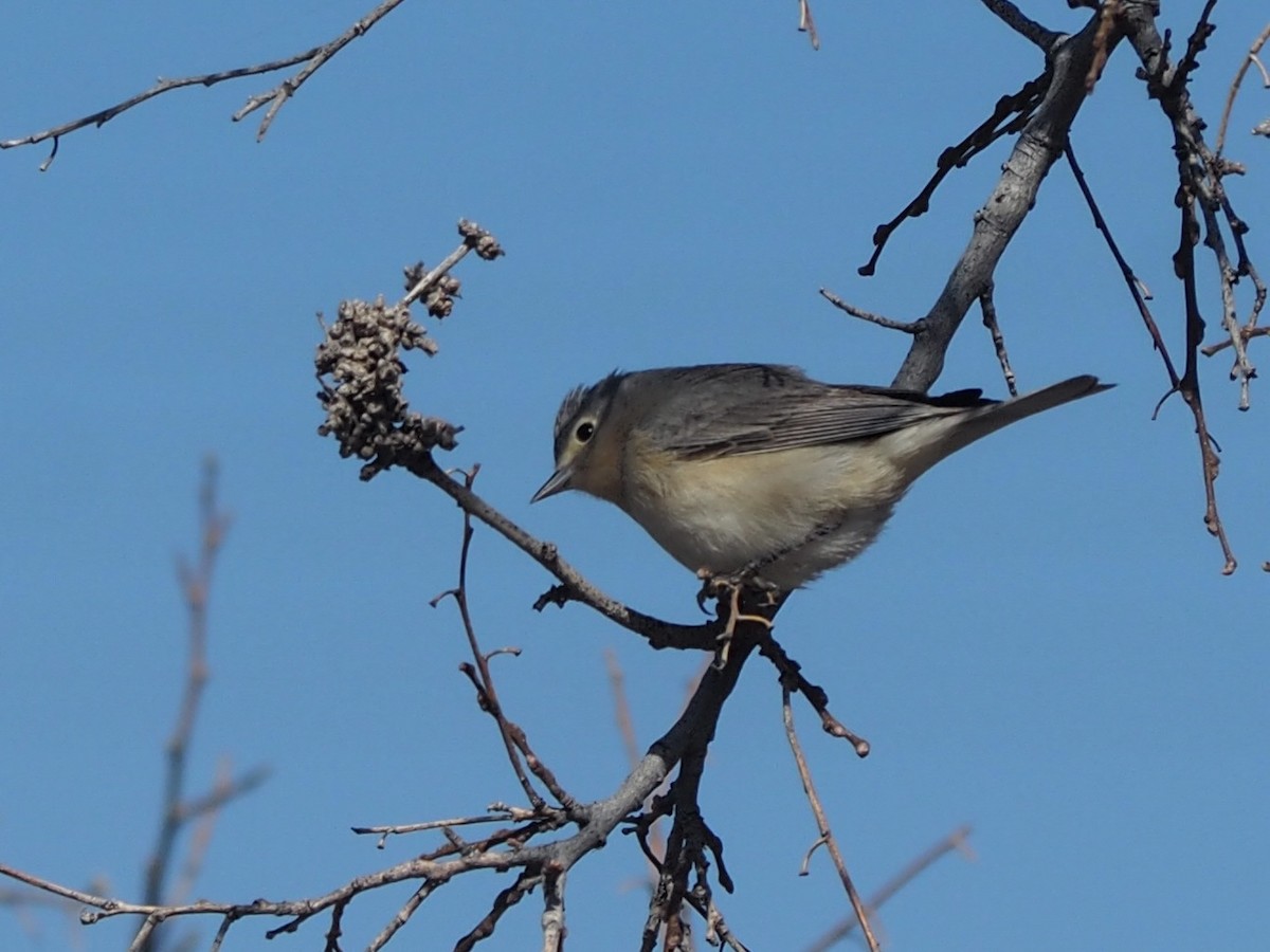 Lucy's Warbler - ML616091718