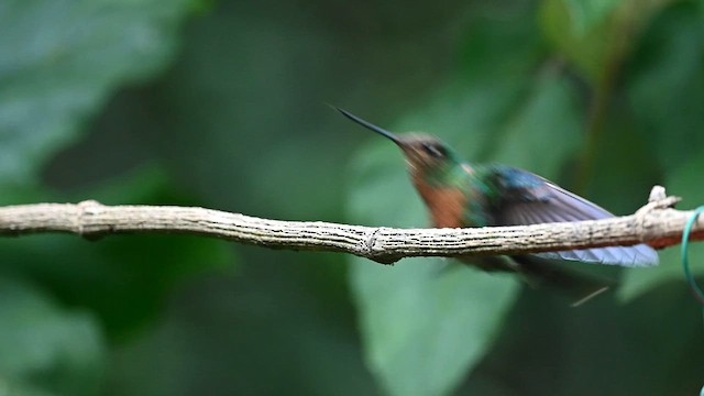 kolibřík modrokřídlý - ML616091831