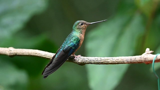 kolibřík modrokřídlý - ML616091832