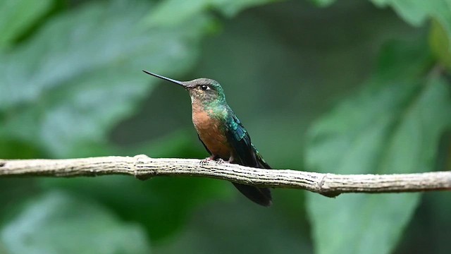 kolibřík modrokřídlý - ML616091918