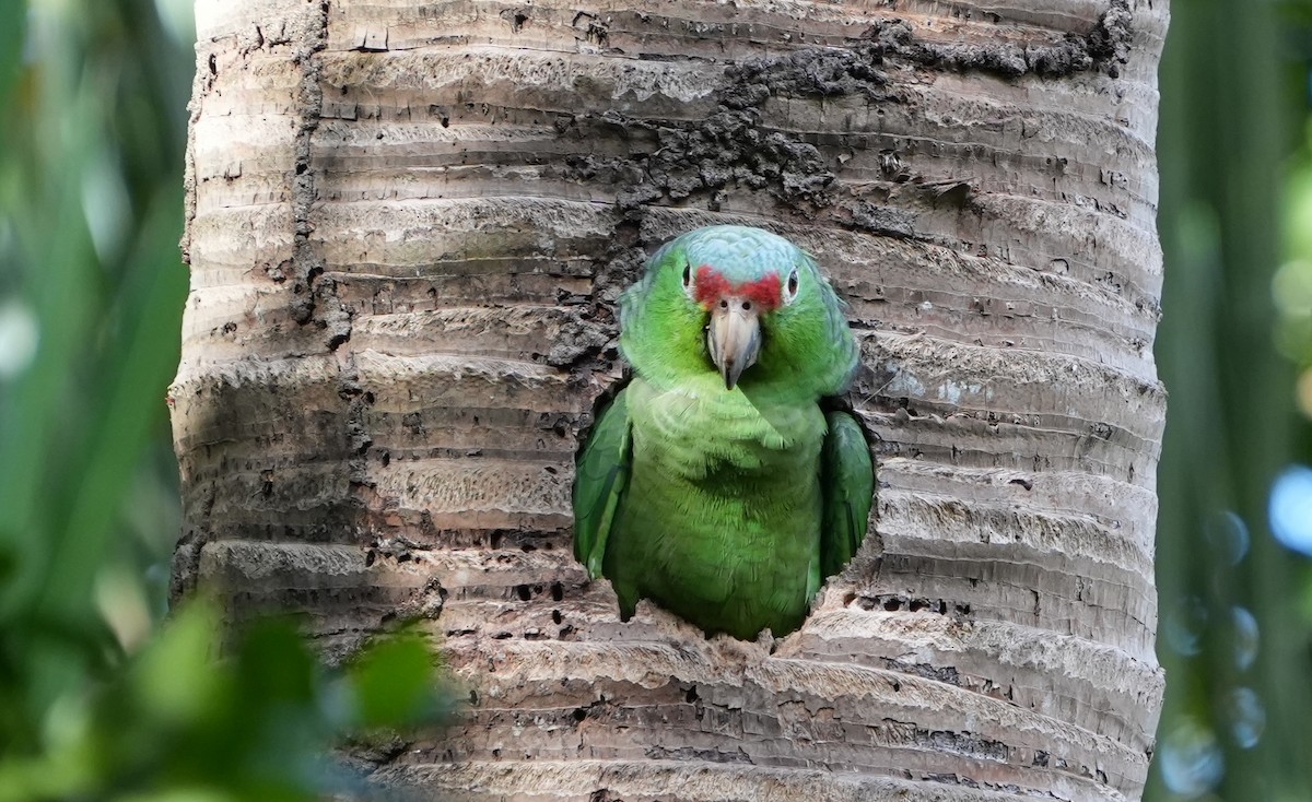 Red-lored Parrot - ML616092131