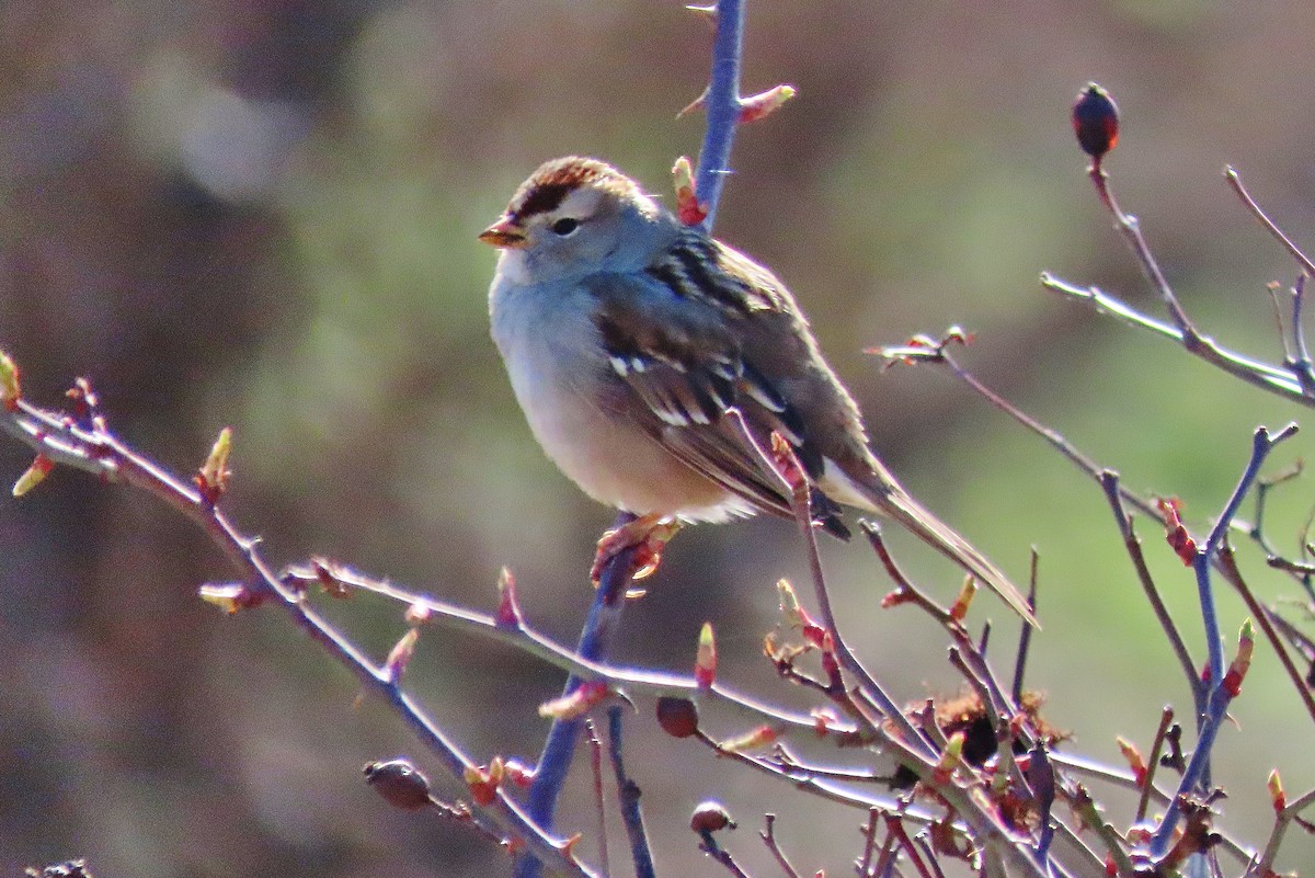 White-crowned Sparrow - ML616092340