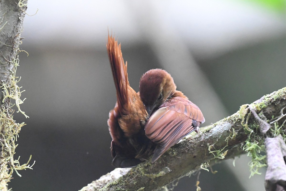 Fulvous-dotted Treerunner - ML616092367