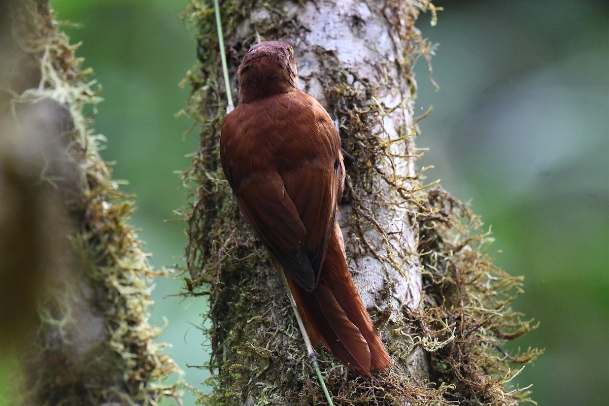 Fulvous-dotted Treerunner - ML616092368