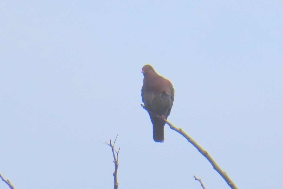 eBird Checklist - 14 Mar 2024 - Rancho Margot - 54 species