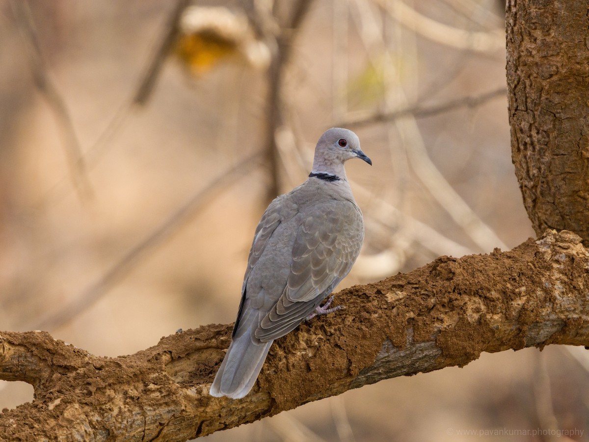 Eurasian Collared-Dove - Pavan Kumar