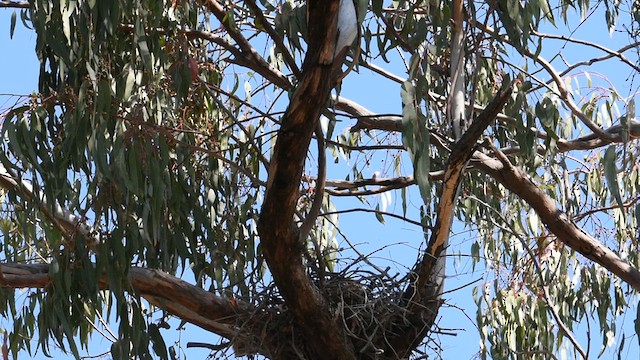 Австралийский орёл-карлик - ML616092529
