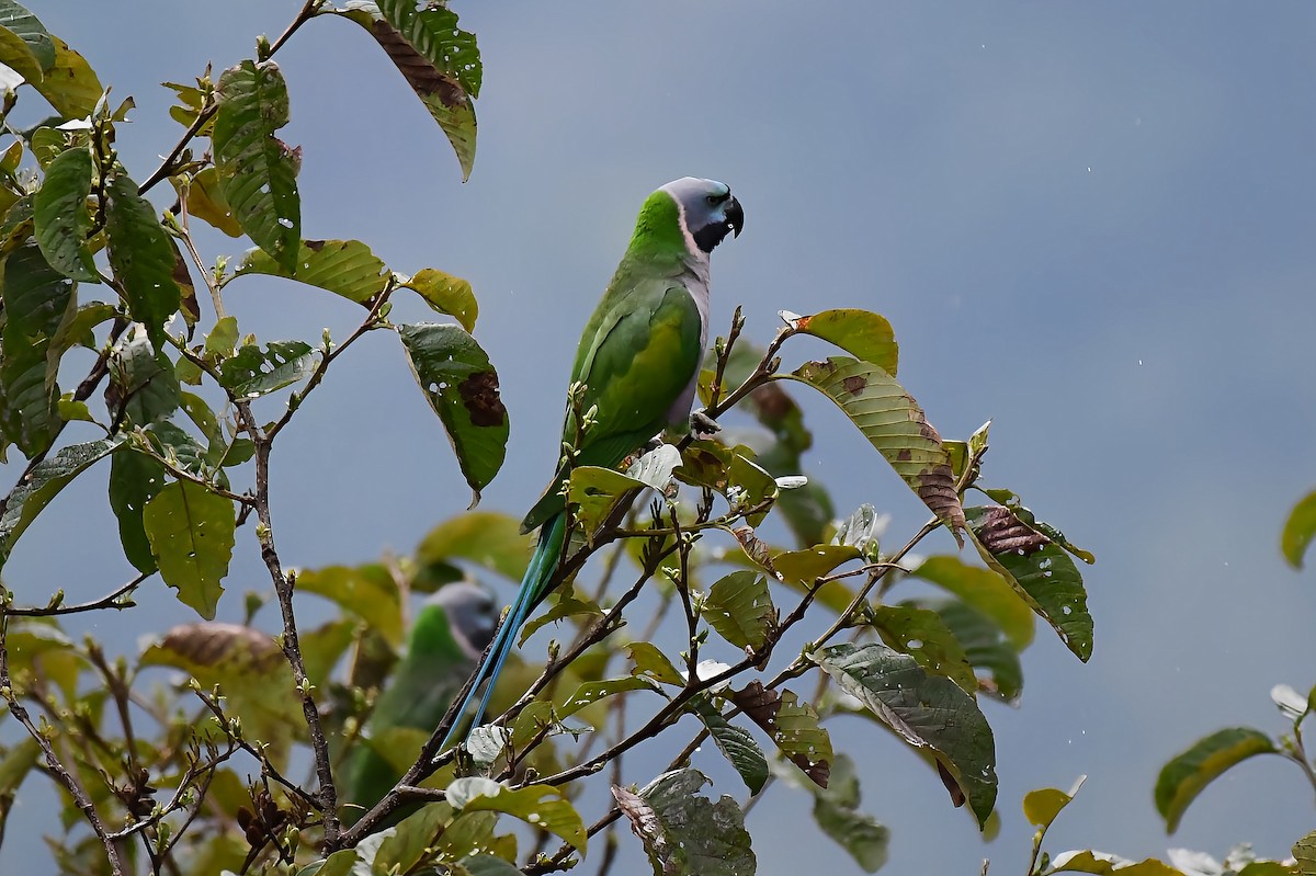 Lord Derby Yeşil Papağanı - ML616092534