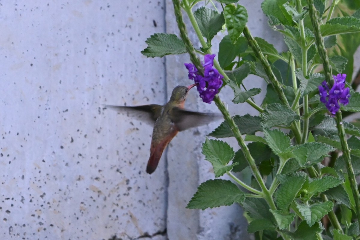 kolibřík ryšavý - ML616092772
