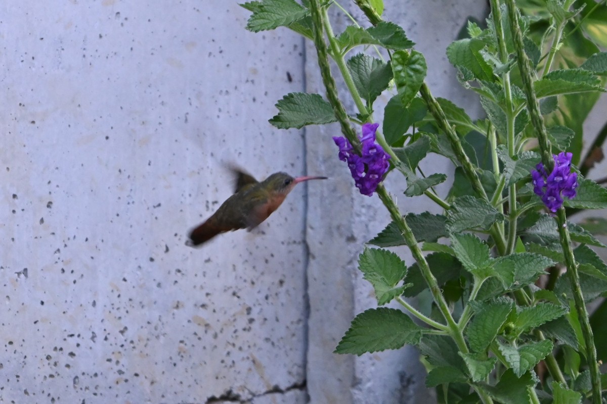 kolibřík ryšavý - ML616092773