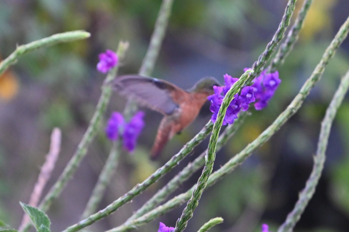 kolibřík ryšavý - ML616092774