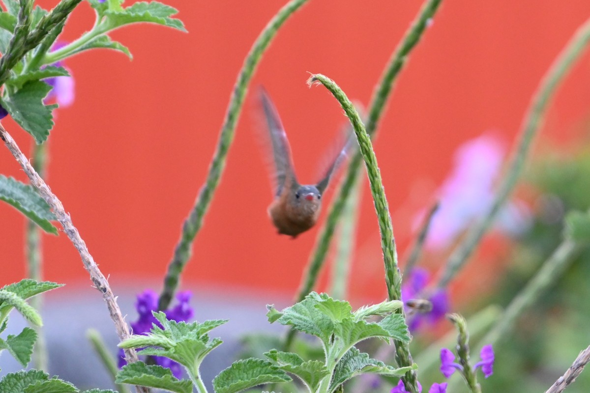 kolibřík ryšavý - ML616092777
