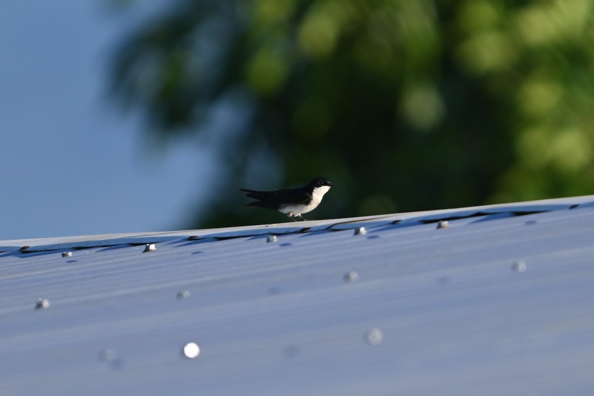 Blue-and-white Swallow - Robert G. Buckert
