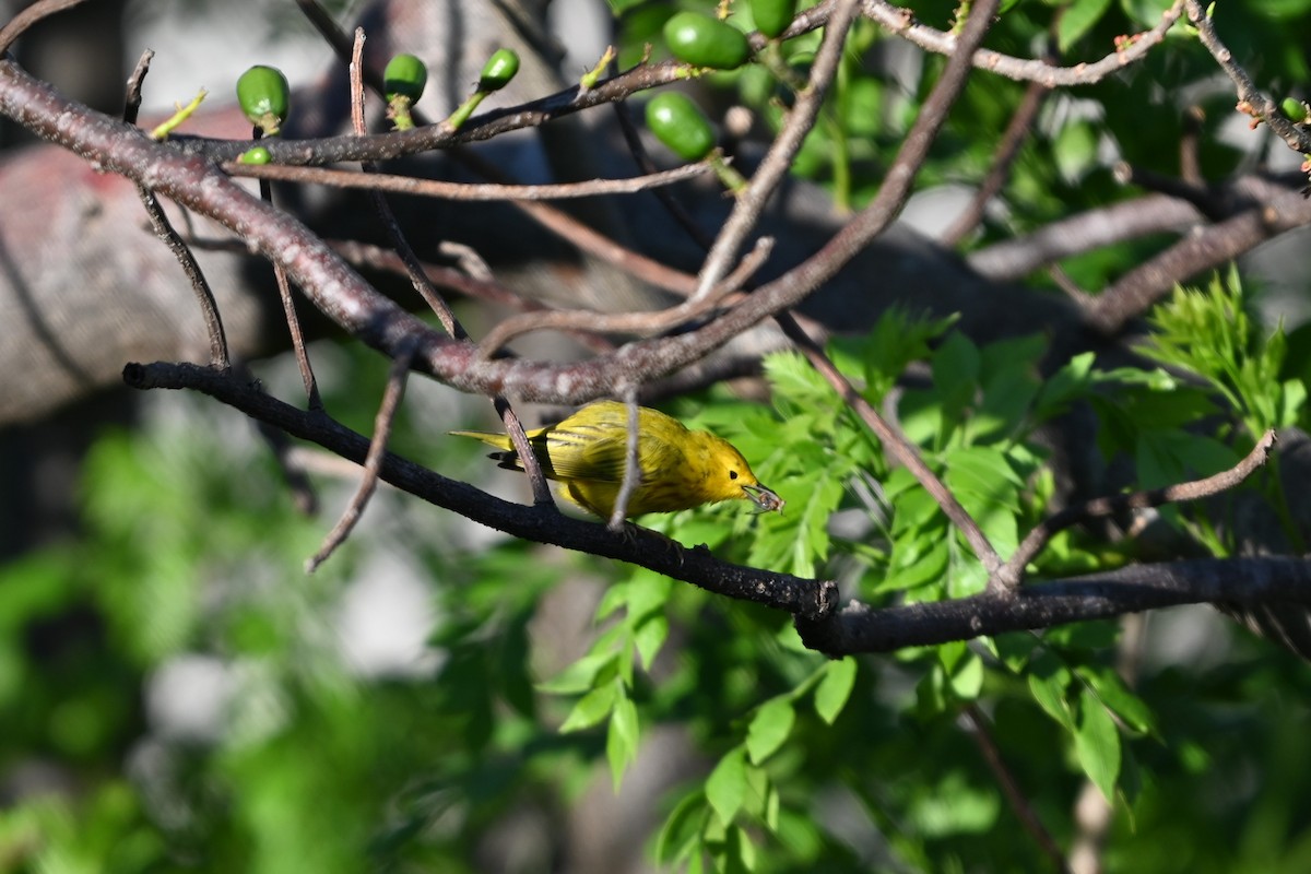 Yellow Warbler - ML616092790