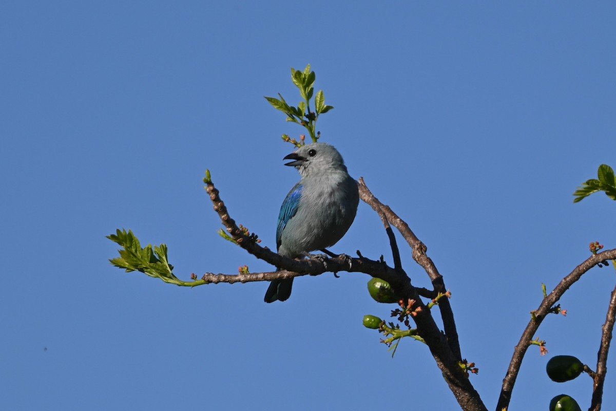 Blue-gray Tanager - ML616092813