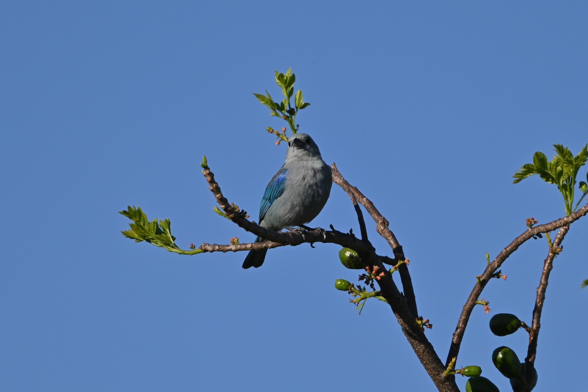 Blue-gray Tanager - ML616092814