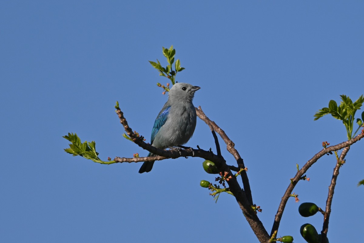 Blue-gray Tanager - ML616092815