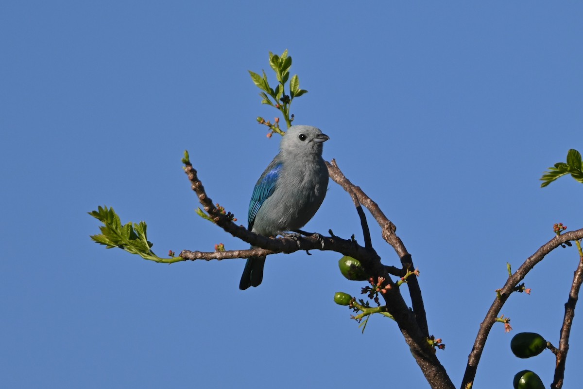 Blue-gray Tanager - ML616092816