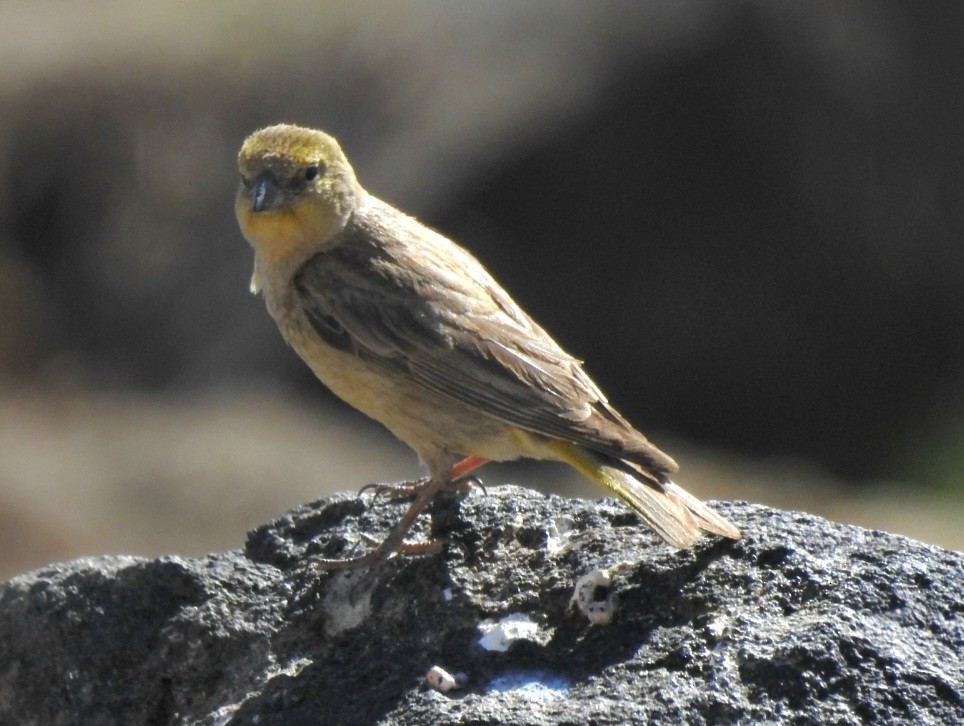Greater Yellow-Finch - ML616092844