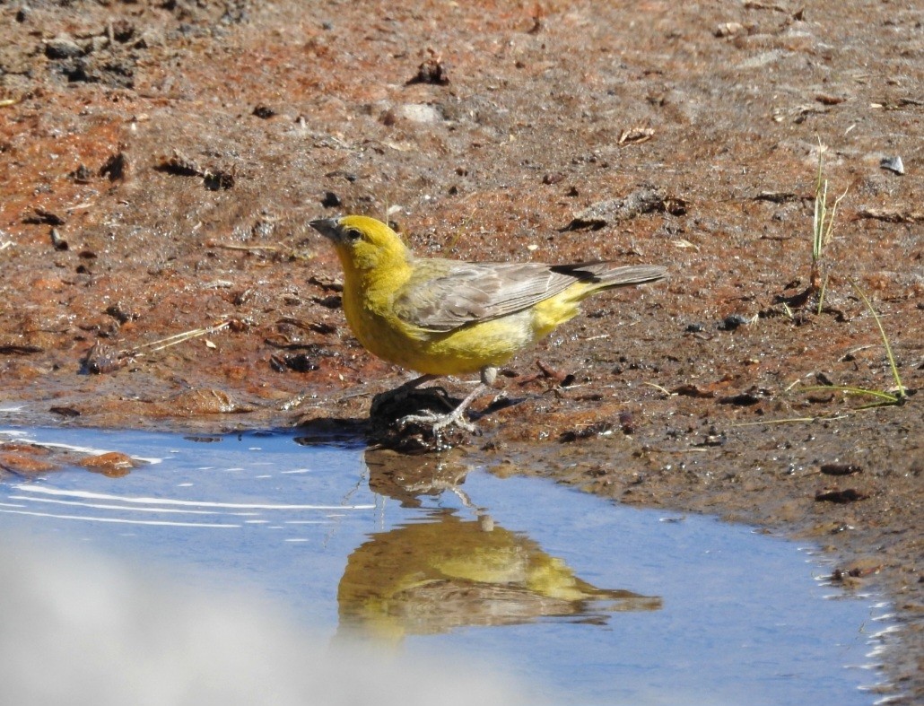 Greater Yellow-Finch - ML616092845