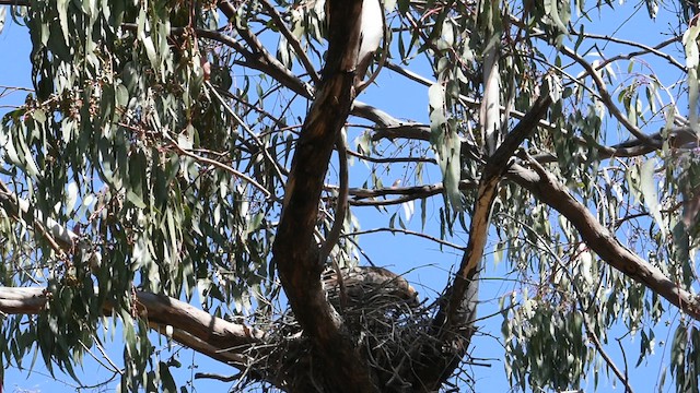 Австралийский орёл-карлик - ML616092867