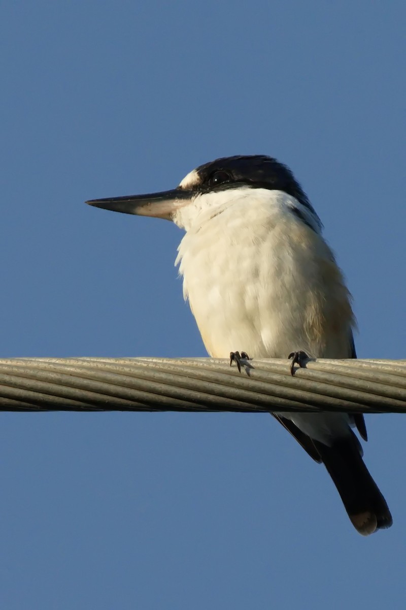 Forest Kingfisher - ML616092955