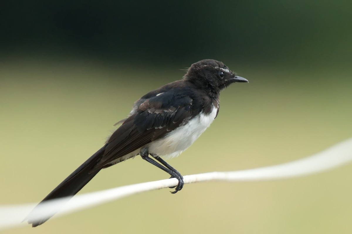 Willie-wagtail - ML616092987
