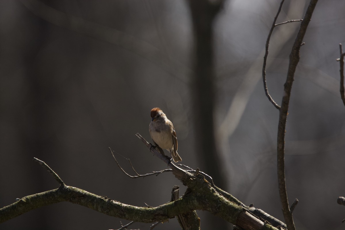 American Tree Sparrow - ML616093048