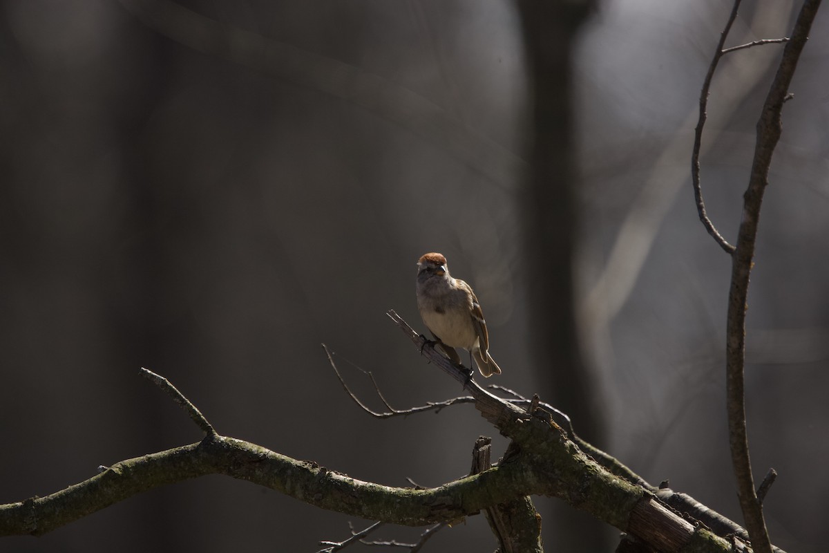 American Tree Sparrow - ML616093049