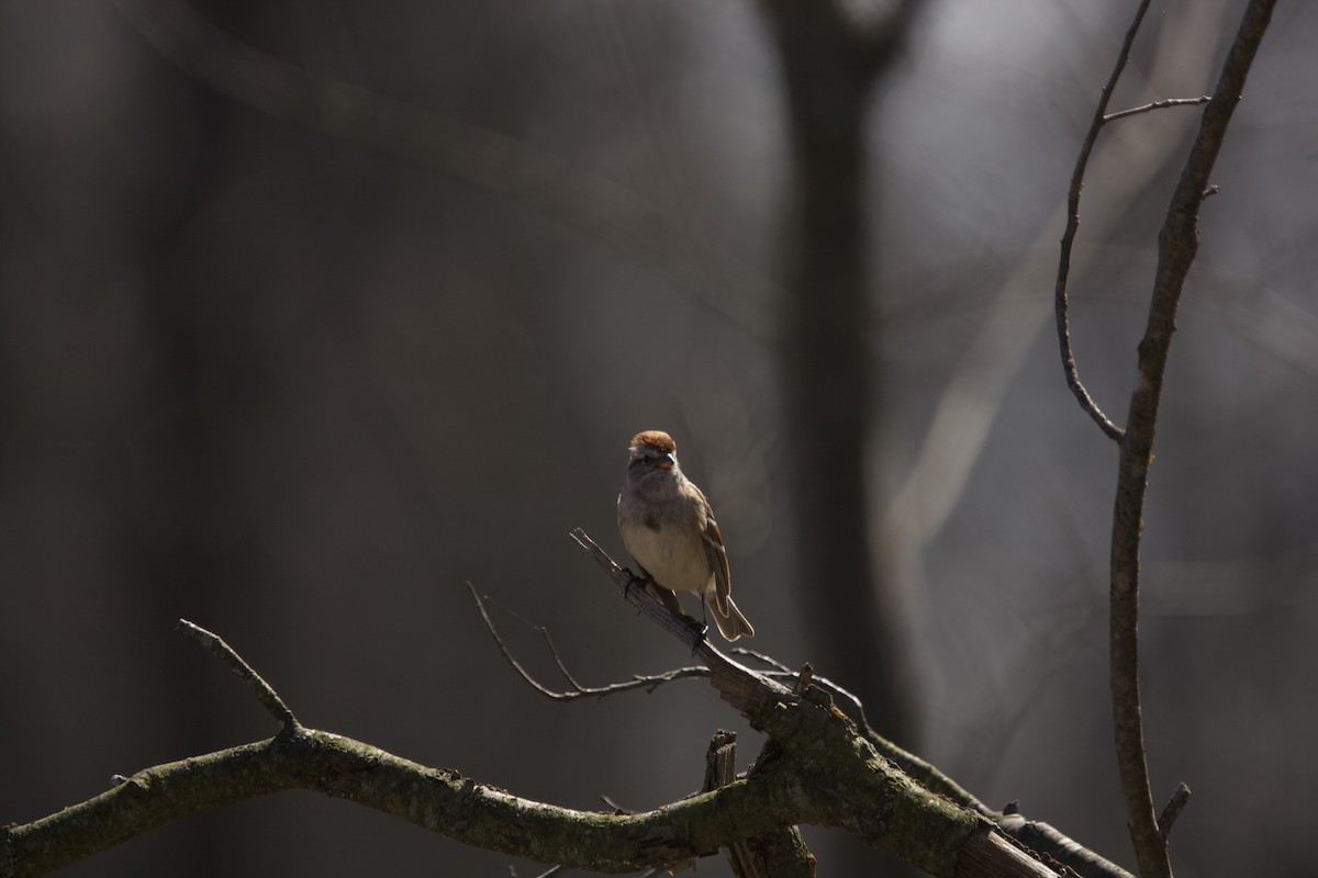American Tree Sparrow - ML616093052