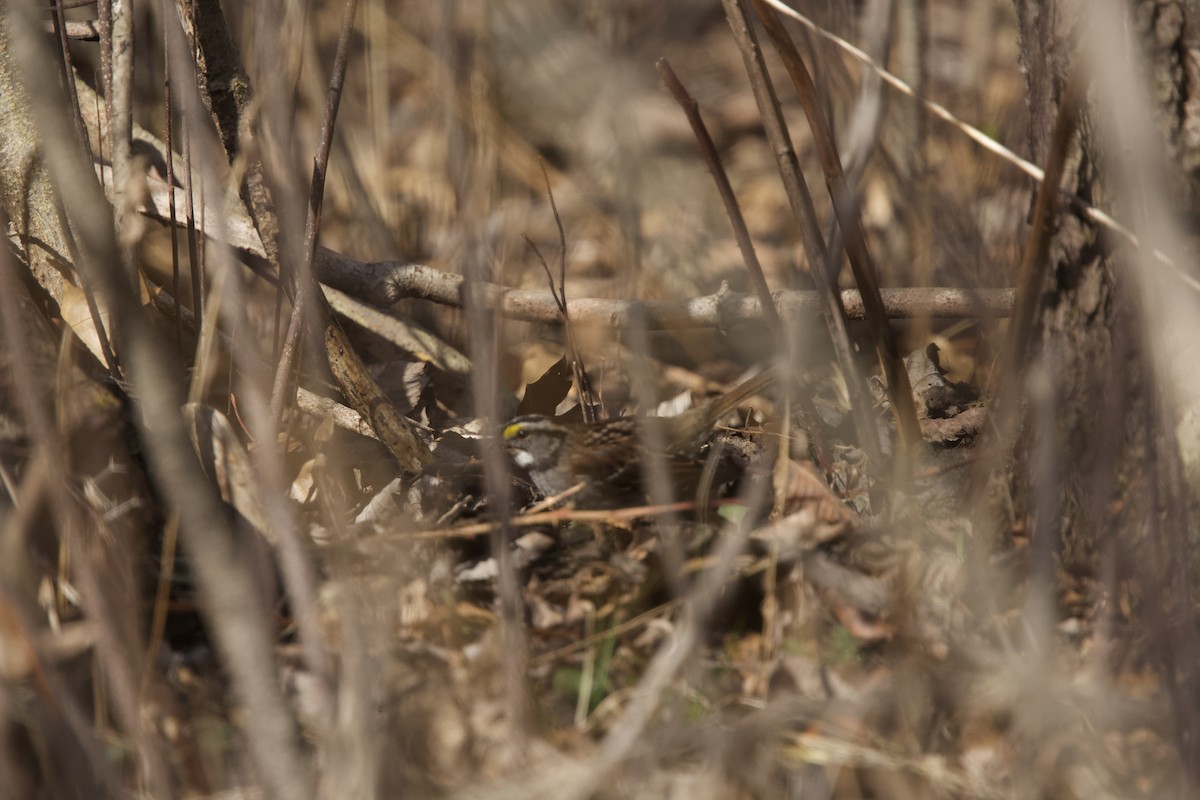 White-throated Sparrow - ML616093070
